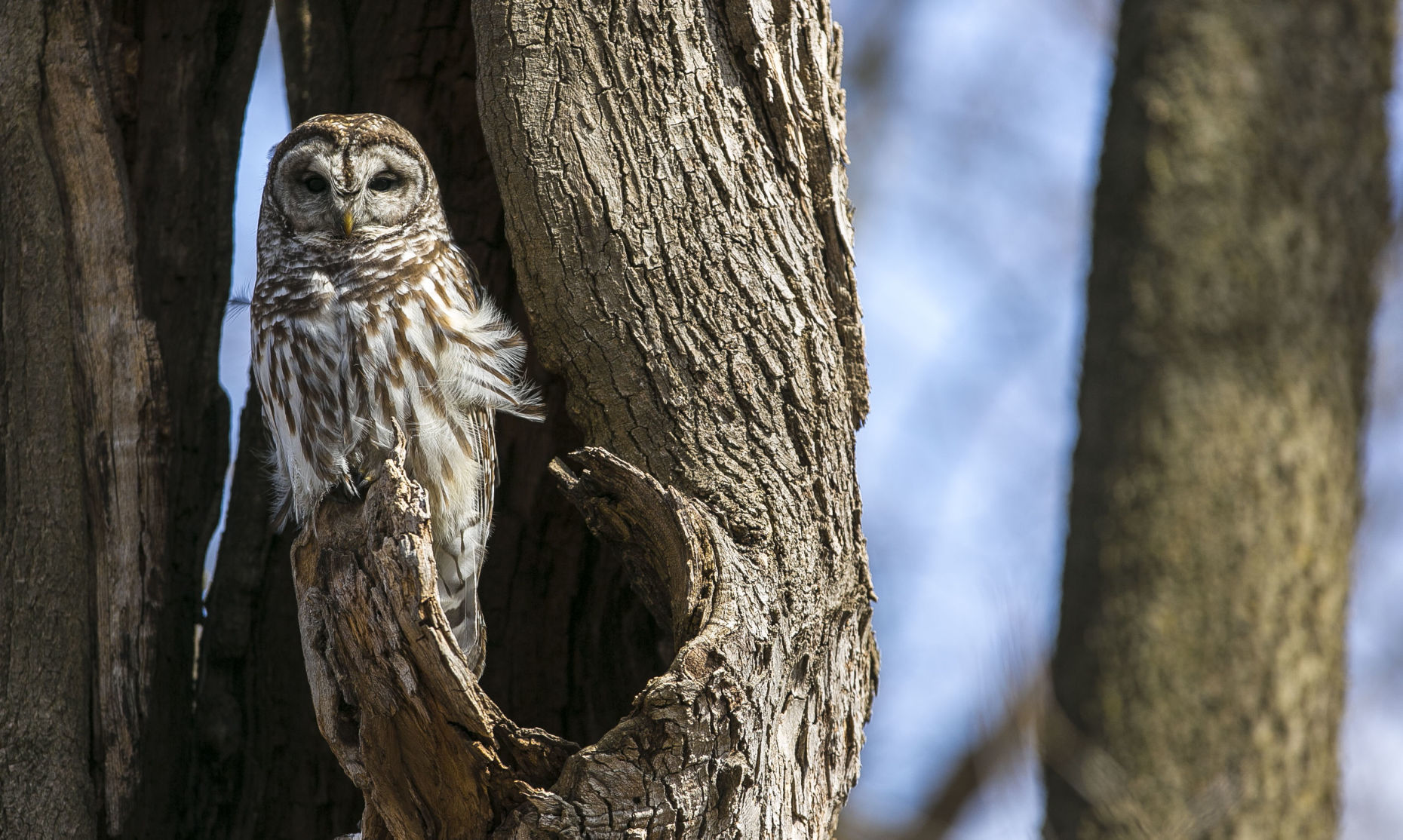Barred Owl 1